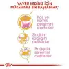 Royal Canin Kitten British Shorthair Yavru Irk Kedi Maması 2 Kg