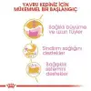 Royal Canin Kitten Persian Yavru İran Irk Maması 2 Kg 