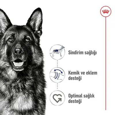 Royal Canin Maxi Adult Büyük Irk Köpek Maması 15 Kg