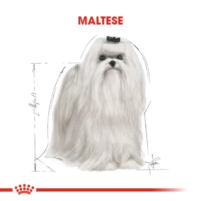 Royal Canin Maltese Bichon Maltais Köpek Maması 1,5 Kg 